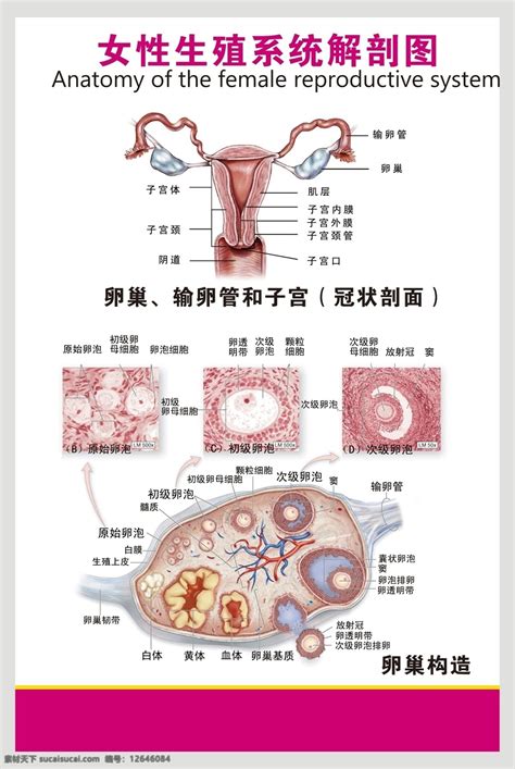 女人生殖器|小知识:女性生殖系统